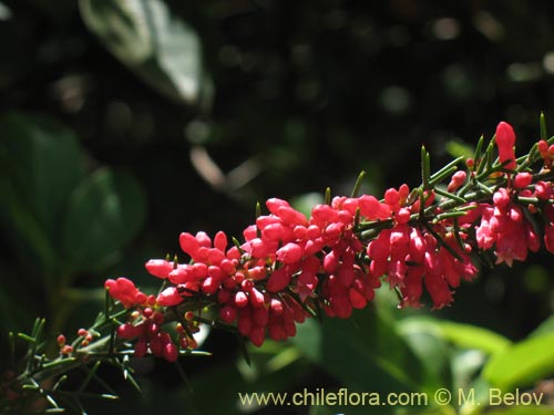 Bild von Colletia ulicina (Cunco rojo / Crucero). Klicken Sie, um den Ausschnitt zu vergrössern.