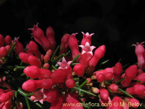 Bild von Colletia ulicina (Cunco rojo / Crucero). Klicken Sie, um den Ausschnitt zu vergrössern.