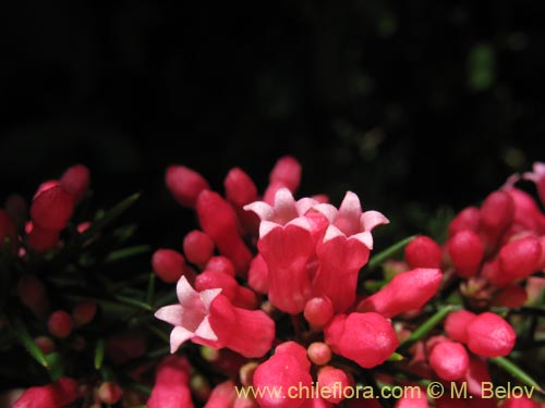 Image of Colletia ulicina (Cunco rojo / Crucero). Click to enlarge parts of image.