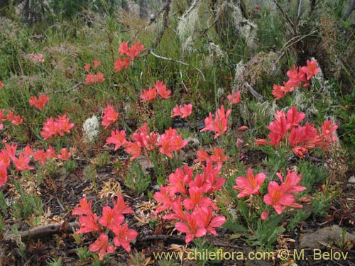 Фотография Alstroemeria presliana ssp. australis (). Щелкните, чтобы увеличить вырез.