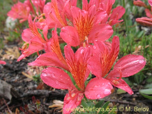 Alstroemeria presliana ssp. australisの写真