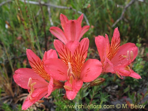 Фотография Alstroemeria presliana ssp. australis (). Щелкните, чтобы увеличить вырез.