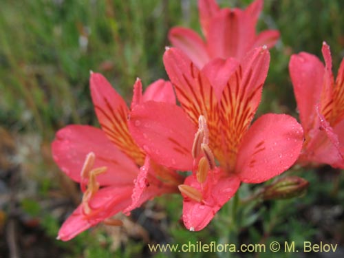 Alstroemeria presliana ssp. australis의 사진