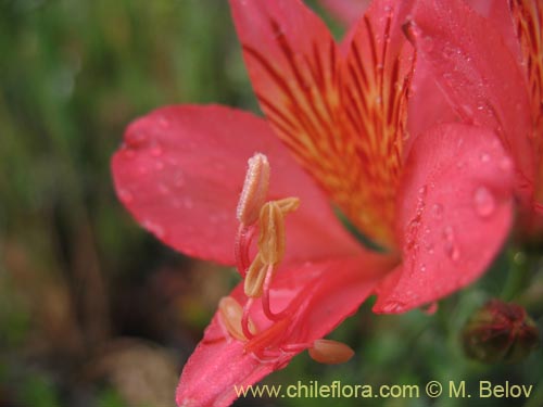 Фотография Alstroemeria presliana ssp. australis (). Щелкните, чтобы увеличить вырез.