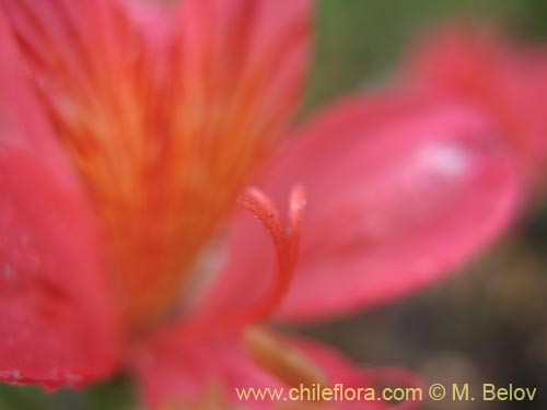 Alstroemeria presliana ssp. australis의 사진