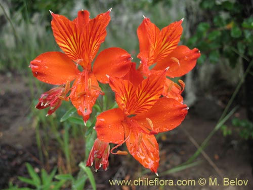 Image of Alstroemeria aurea (). Click to enlarge parts of image.