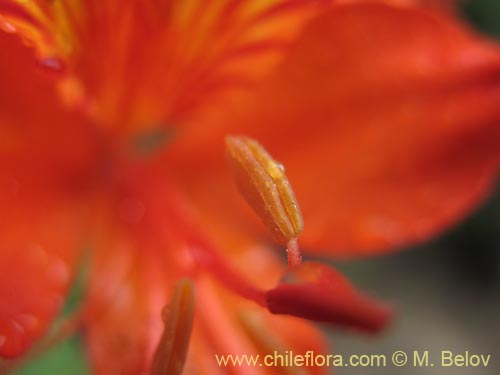 Image of Alstroemeria aurea (). Click to enlarge parts of image.