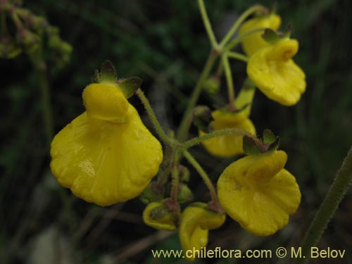 Bild von Calceolaria valdiviana (). Klicken Sie, um den Ausschnitt zu vergrössern.