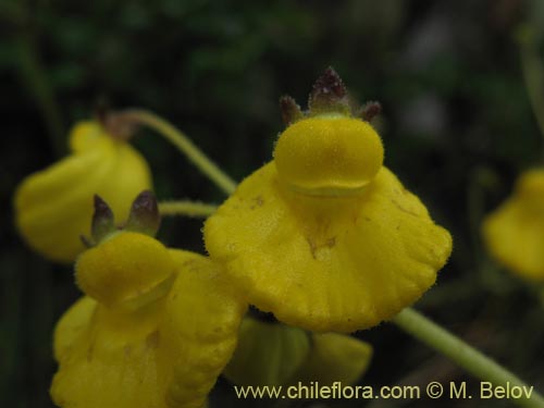 Bild von Calceolaria valdiviana (). Klicken Sie, um den Ausschnitt zu vergrössern.