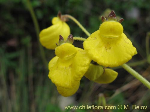 Bild von Calceolaria valdiviana (). Klicken Sie, um den Ausschnitt zu vergrössern.