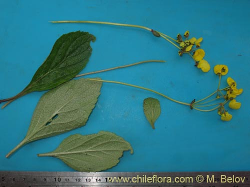 Image of Calceolaria valdiviana (). Click to enlarge parts of image.