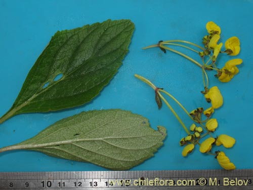 Bild von Calceolaria valdiviana (). Klicken Sie, um den Ausschnitt zu vergrössern.