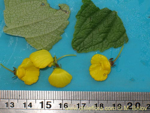 Image of Calceolaria valdiviana (). Click to enlarge parts of image.