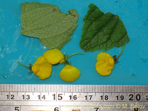 Calceolaria valdiviana的照片