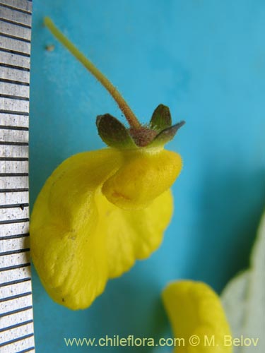 Фотография Calceolaria valdiviana (). Щелкните, чтобы увеличить вырез.