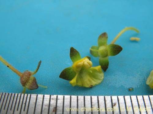 Image of Calceolaria valdiviana (). Click to enlarge parts of image.