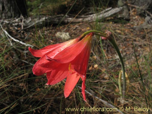 Rhodophiala sp. #1436の写真