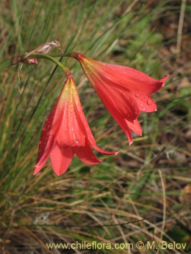 Bild von Rhodophiala sp. #1436 (). Klicken Sie, um den Ausschnitt zu vergrössern.