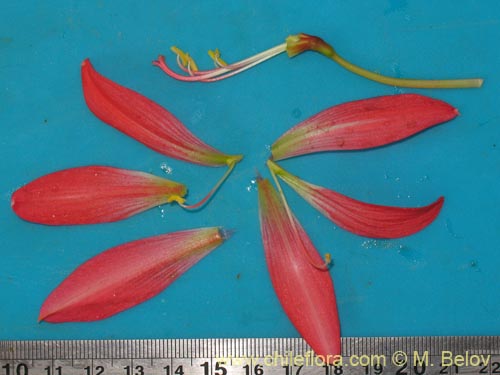 Image of Rhodophiala sp. #1436 (). Click to enlarge parts of image.