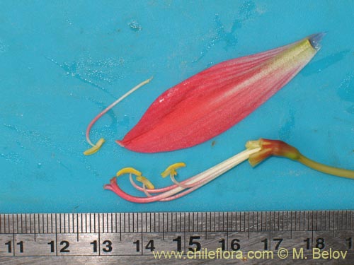 Image of Rhodophiala sp. #1436 (). Click to enlarge parts of image.