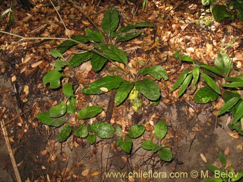 Bild von Adenocaulon chilense (). Klicken Sie, um den Ausschnitt zu vergrössern.