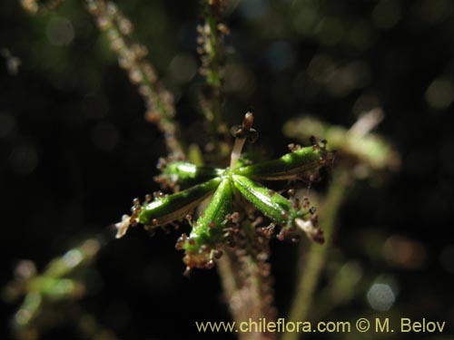 Imágen de Adenocaulon chilense (). Haga un clic para aumentar parte de imágen.