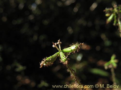 Imágen de Adenocaulon chilense (). Haga un clic para aumentar parte de imágen.