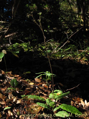 Bild von Adenocaulon chilense (). Klicken Sie, um den Ausschnitt zu vergrössern.