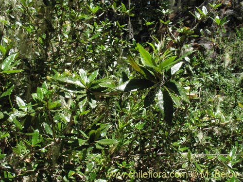 Image of Berberis serratodentata (Michay / Berberis / Calafate). Click to enlarge parts of image.