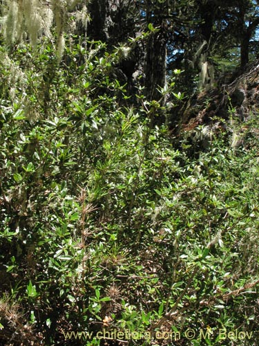 Фотография Berberis serratodentata (Michay / Berberis / Calafate). Щелкните, чтобы увеличить вырез.