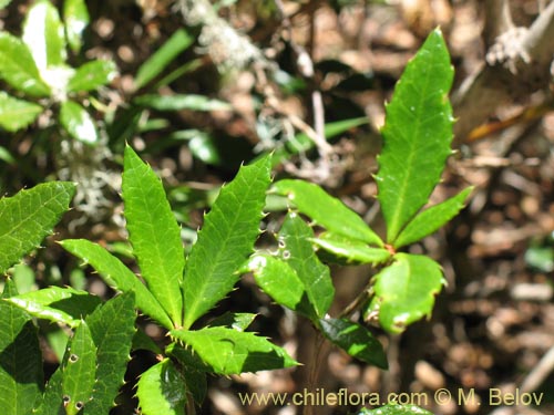 Image of Berberis serratodentata (Michay / Berberis / Calafate). Click to enlarge parts of image.