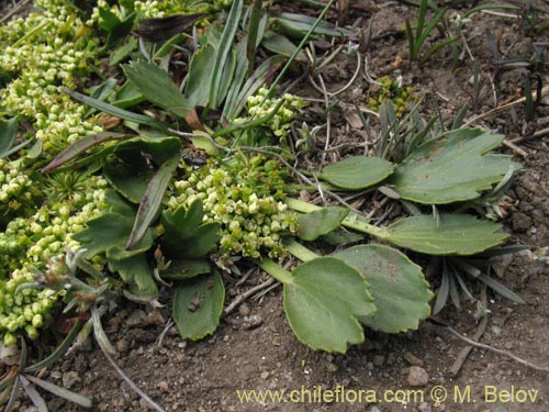 Azorella incisa的照片