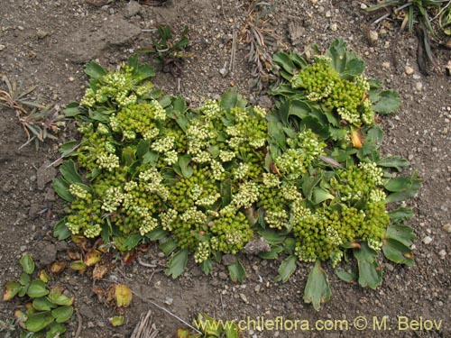 Image of Azorella incisa (). Click to enlarge parts of image.