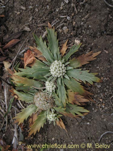 Фотография Eryngium depressum (). Щелкните, чтобы увеличить вырез.