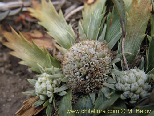 Eryngium depressumの写真