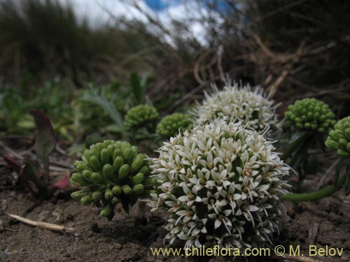 Imágen de Eryngium depressum (). Haga un clic para aumentar parte de imágen.