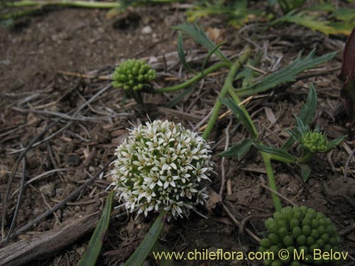 Eryngium depressum的照片