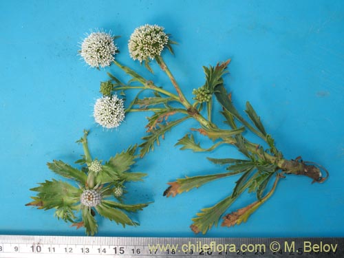 Image of Eryngium depressum (). Click to enlarge parts of image.