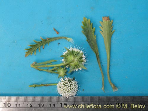 Eryngium depressum의 사진