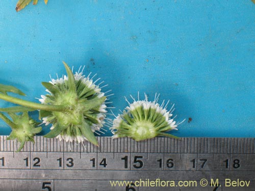 Фотография Eryngium depressum (). Щелкните, чтобы увеличить вырез.