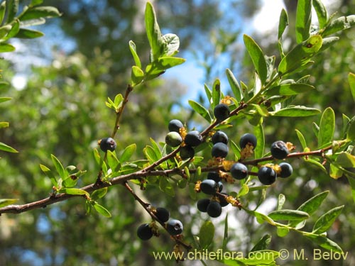 Bild von Myoschilos oblongum (Orocoipo / Codocoipo). Klicken Sie, um den Ausschnitt zu vergrössern.