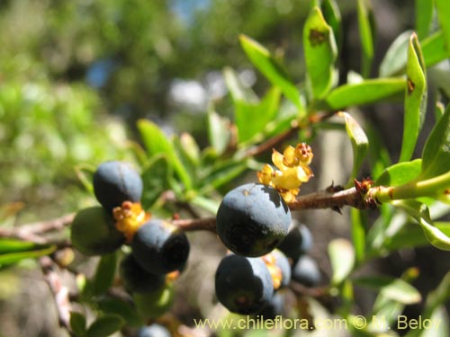 Bild von Myoschilos oblongum (Orocoipo / Codocoipo). Klicken Sie, um den Ausschnitt zu vergrössern.