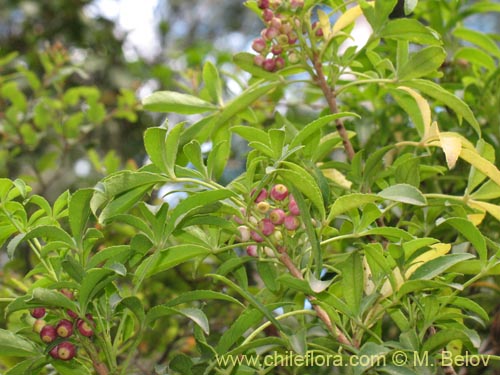 Pseudopanax laetevirens的照片