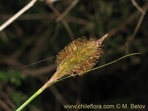 Uncinia multifaria의 사진