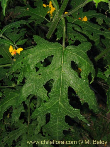 Image of Loasa acanthifolia (). Click to enlarge parts of image.