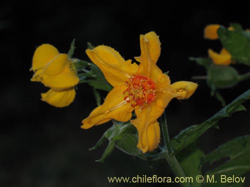 Imágen de Loasa acanthifolia (). Haga un clic para aumentar parte de imágen.