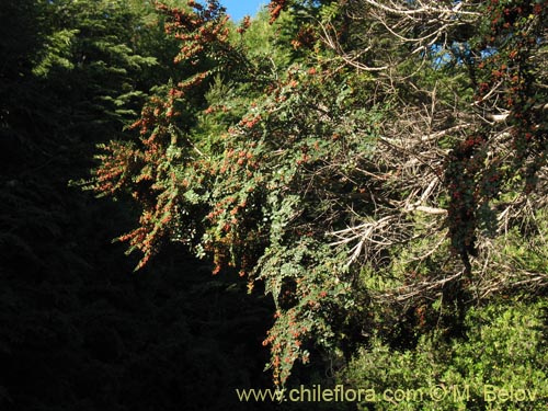 Image of Azara microphylla (Chin-chin / Roblecillo). Click to enlarge parts of image.