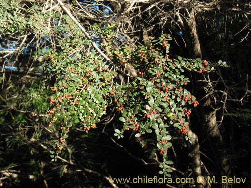 Bild von Azara microphylla (Chin-chin / Roblecillo). Klicken Sie, um den Ausschnitt zu vergrössern.