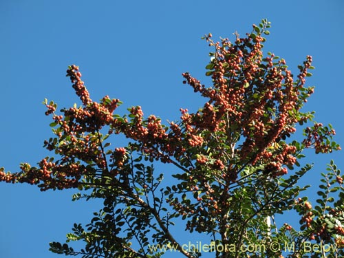 Imágen de Azara microphylla (Chin-chin / Roblecillo). Haga un clic para aumentar parte de imágen.