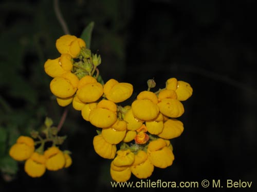 Image of Calceolaria integrifolia (). Click to enlarge parts of image.